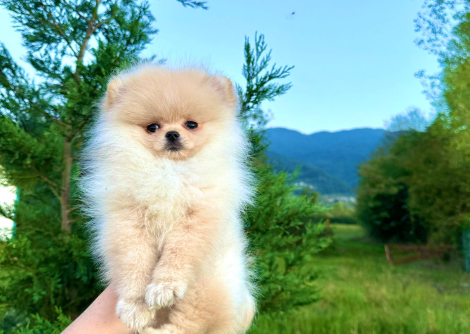 Teddy face pomeranian